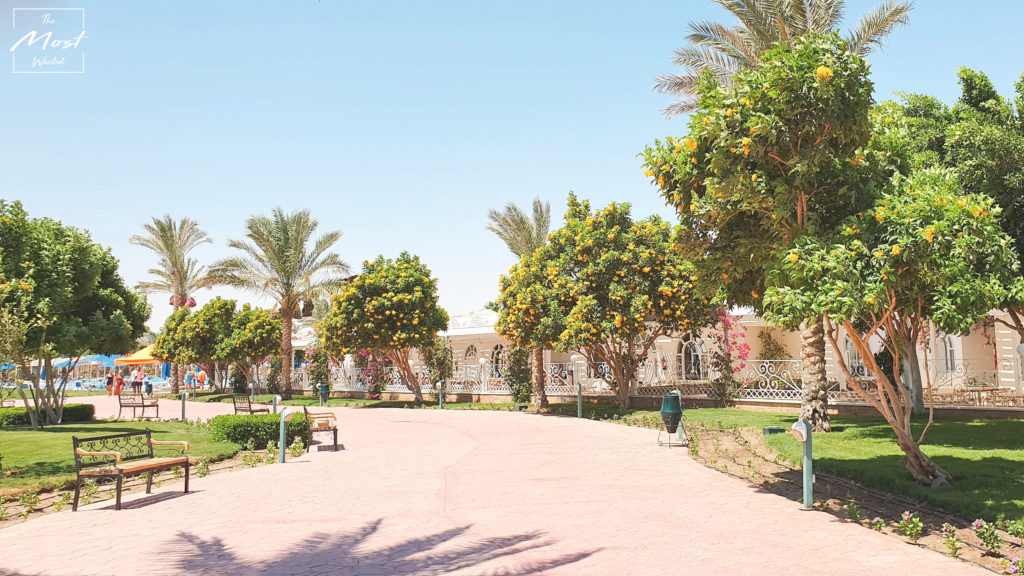 Desert Rose Hurghada Egypt 