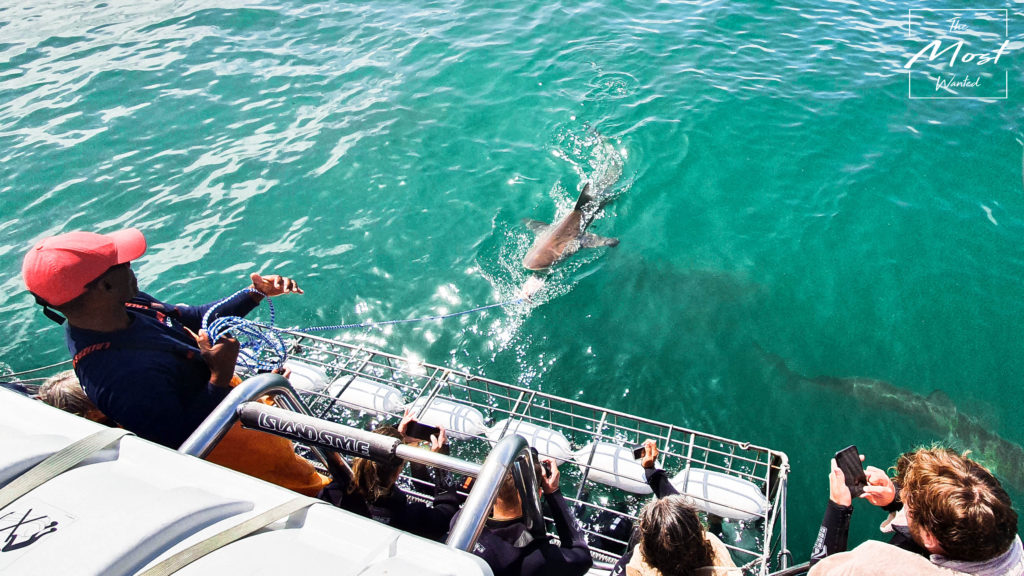 Cape Town South Africa Shark Cage Diving Adventure