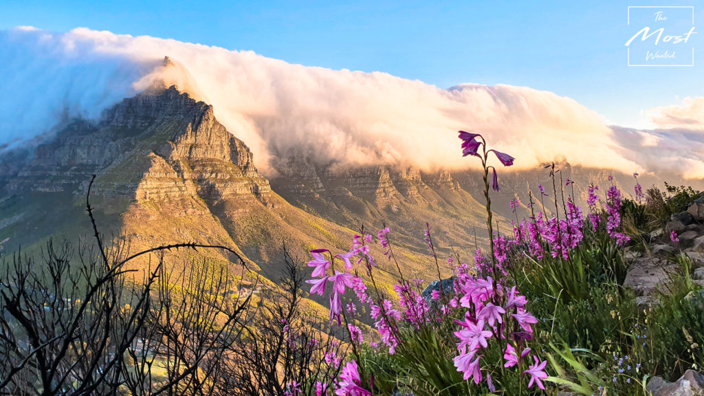 Cape Town South Africa Nature Table Mountain