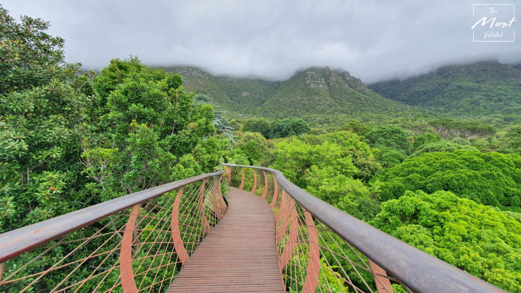 Cape Town Kirstenbosch National Botanical Garden Canopy Walk