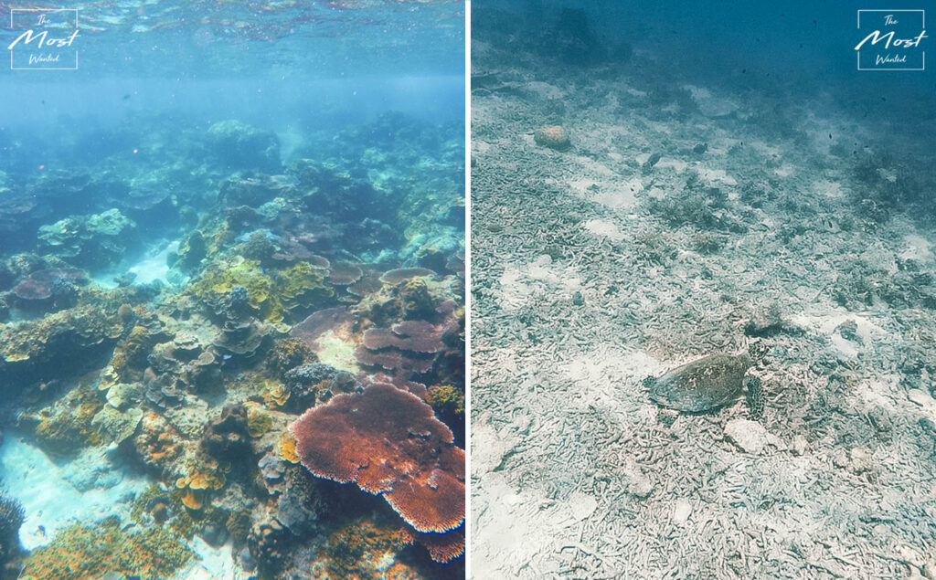 Diving Snorkeling Corals Lang Tengah Island Turtle
