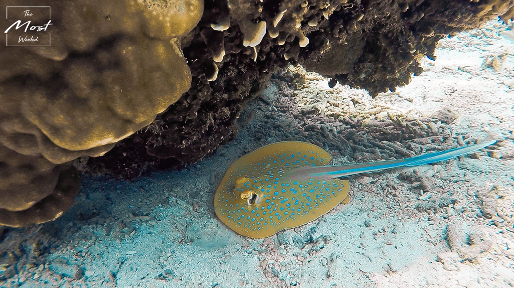 Diving Snorkeling Corals 