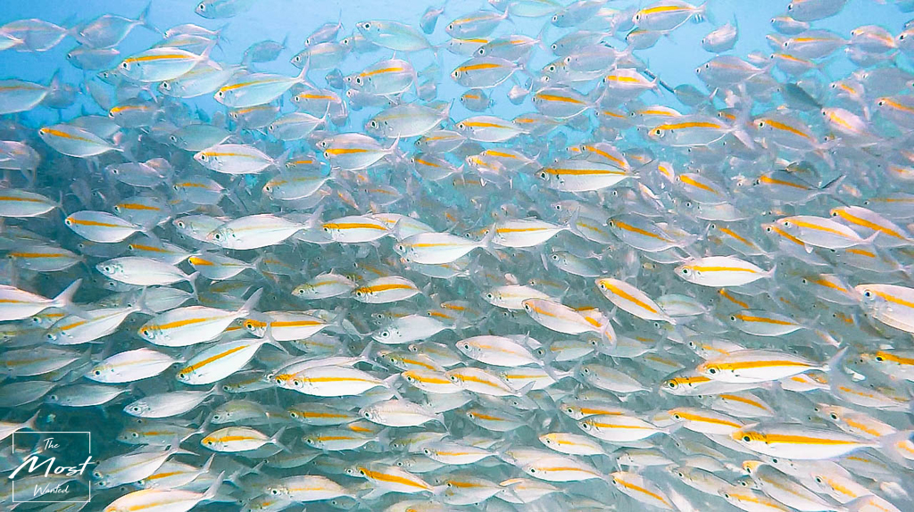 Diving FIshes Lang Tengah Island