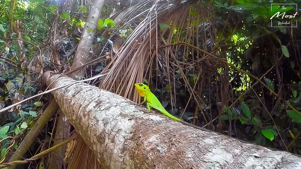 Summer Bay Resort Jungle Trekking